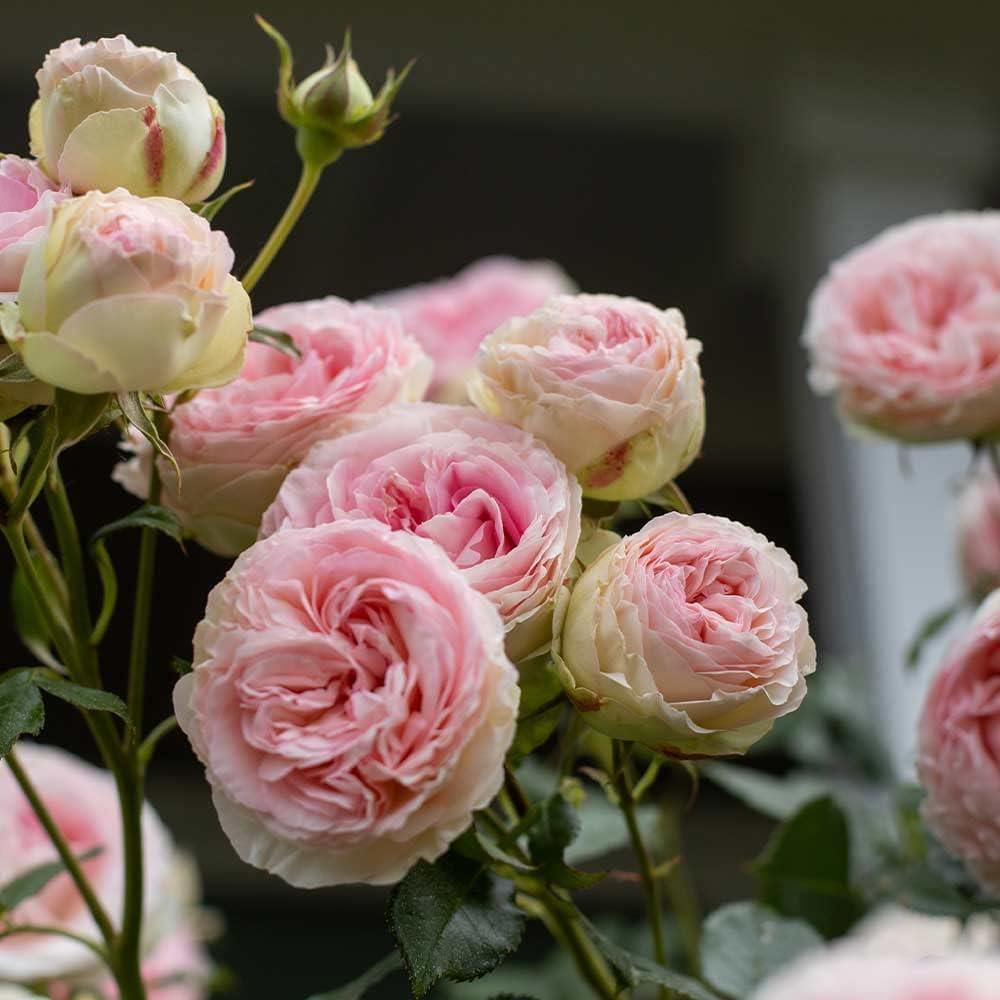 Best Garden Plant – Heirloom Roses Eden Climber® Rose Plant Review