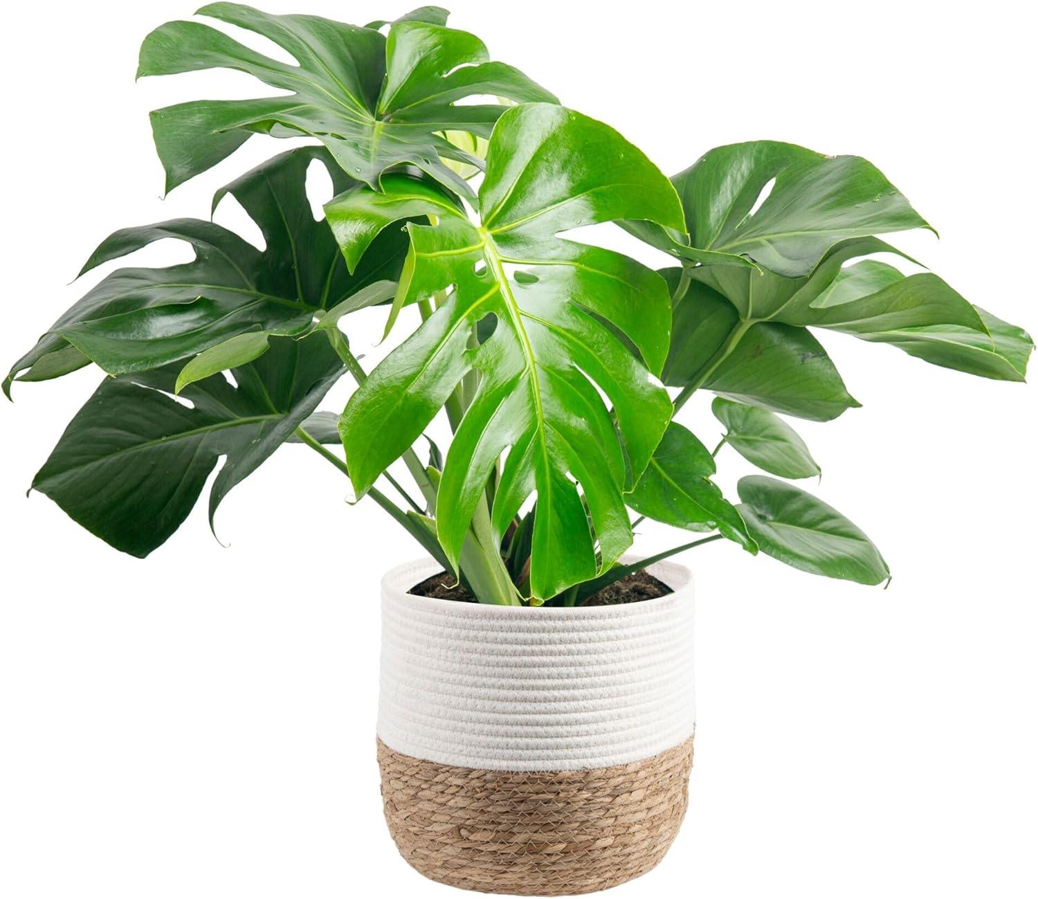 Best Indoor Plant – Costa Farms Monstera, Swiss Cheese Live Plant Review