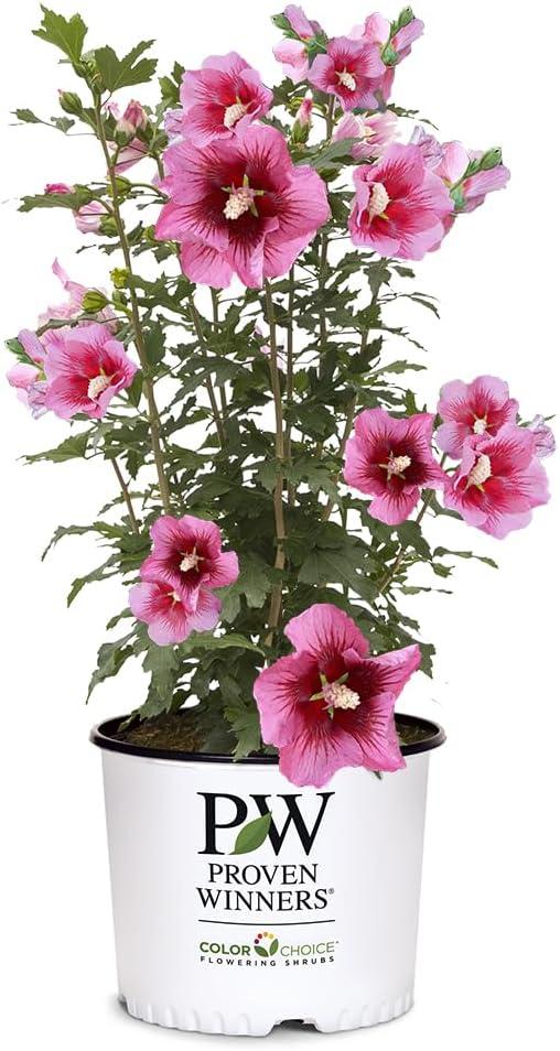 Best Shrub – Proven Winners 2 Gal. Red Pillar Rose of Sharon Review