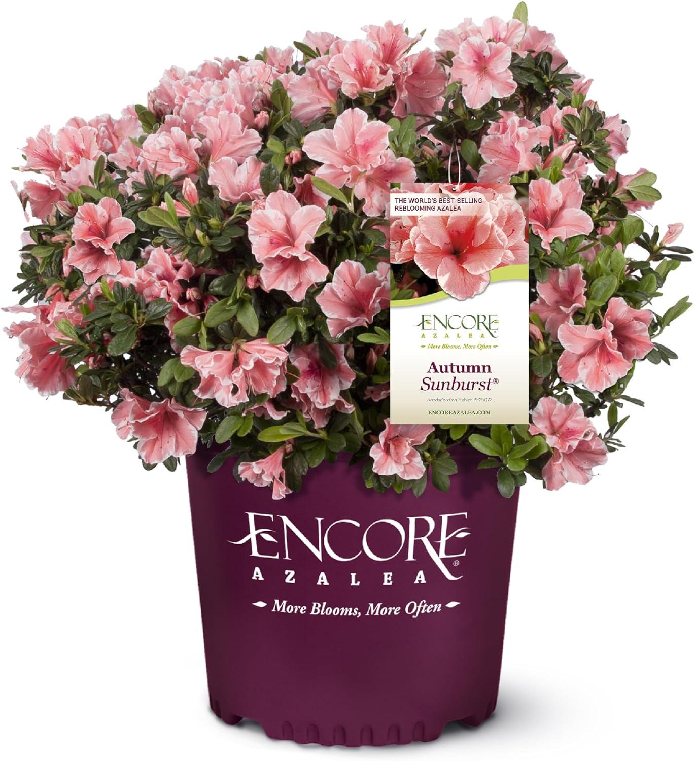 Best Shrub – Encore Azalea 1 Gal. Autumn Sunburst Review