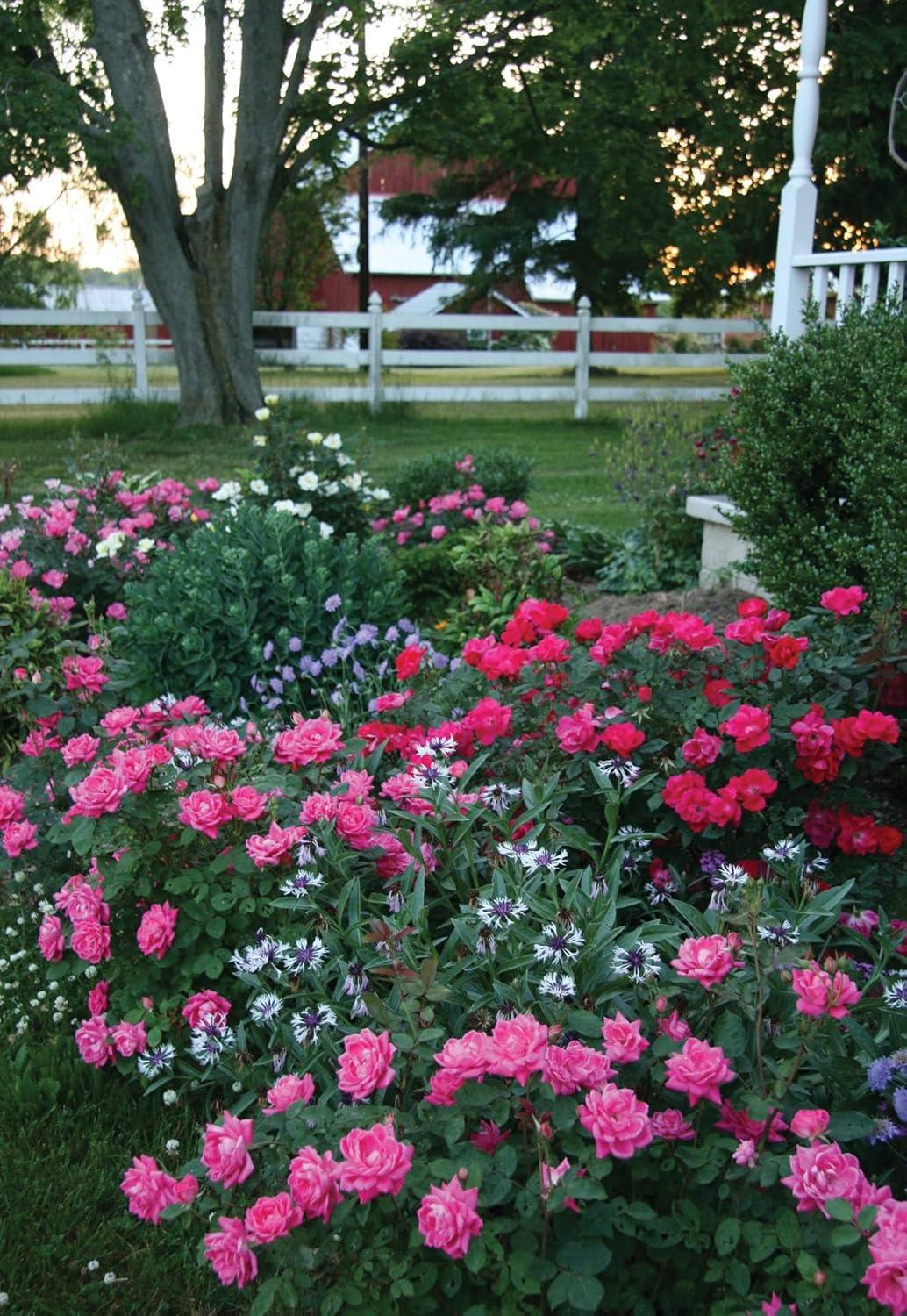 Best Outdoor Plant – Pink Double Knock Out Rose Bush Review
