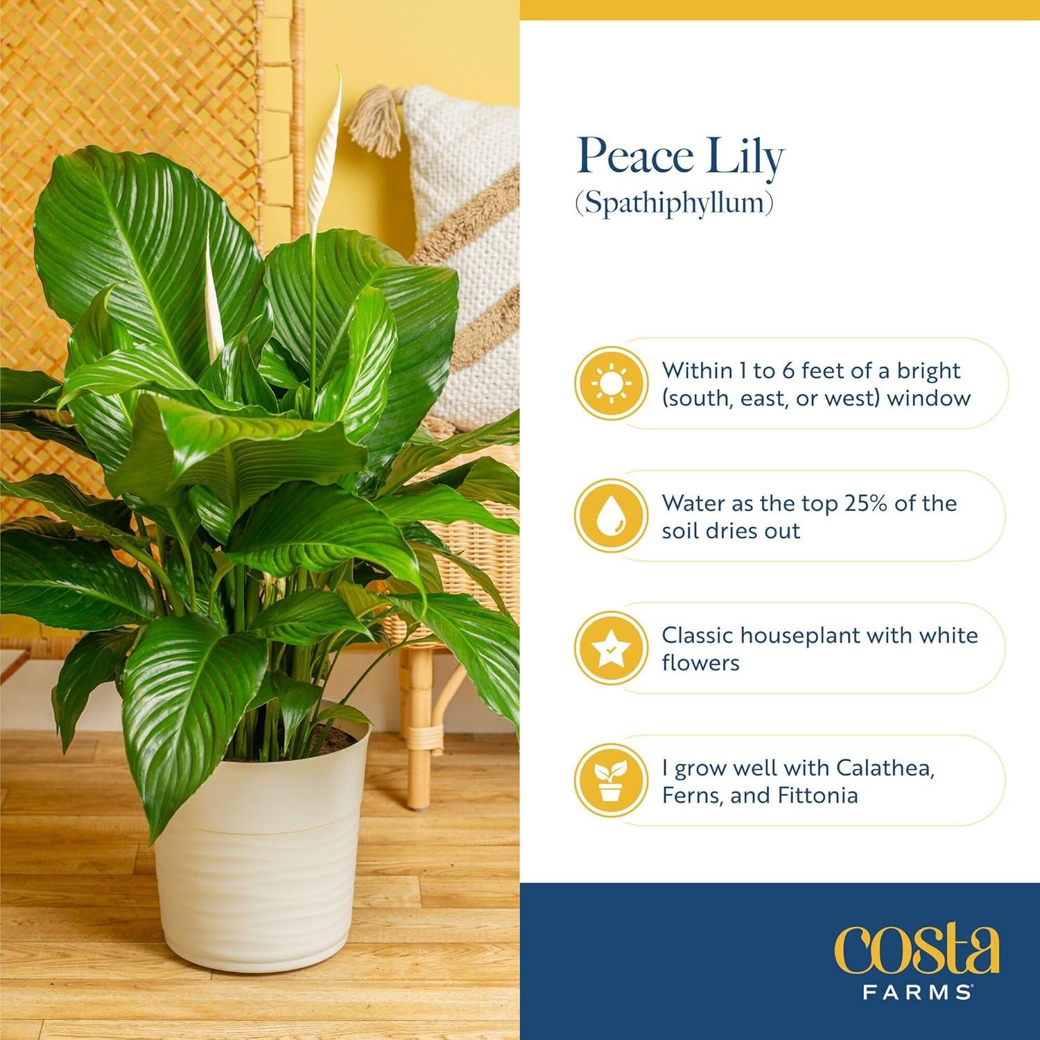 Best Indoor Plant – Costa Farms Peace Lily Live Plant Review