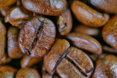 Which Coffee Bean Is the Best for Your Perfect Morning Brew?