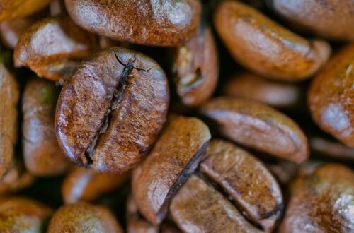 Which Coffee Bean Is the Best for Your Perfect Morning Brew?
